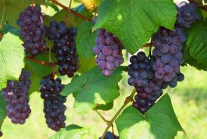 c6628af8d3f7157214a8