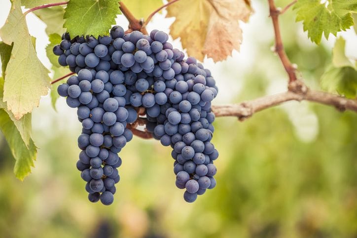 Close-up of ripe Pinot Noir red wine grapes on vine in vineyard, with blurred background.