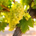 %e3%82%b7%e3%83%a3%e3%83%ab%e3%83%89%e3%83%8d