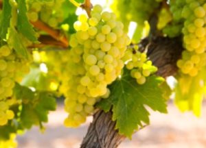 %e3%82%b7%e3%83%a3%e3%83%ab%e3%83%89%e3%83%8d