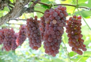 %e3%83%87%e3%83%a9%e3%82%a6%e3%82%a7%e3%82%a2