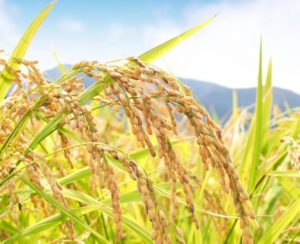 %e9%85%92%e7%b1%b3%e3%80%80%e5%b1%b1%e7%94%b0%e9%8c%a6