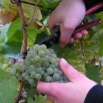 1200px-grape_gathering