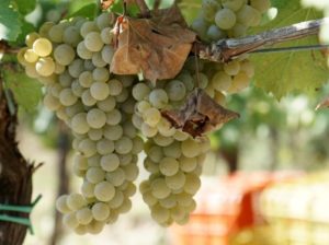 %e3%83%a6%e3%83%8b%e3%83%bb%e3%83%96%e3%83%a9%e3%83%b3