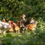 chickens-3523594_960_720