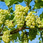 grapes-2656259_640
