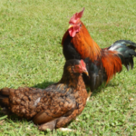 lossless-page1-250px-ryujin-tif