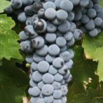 330px-red_mountain_cabernet_sauvignon_grapes_from_hedge_vineyards