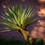 agave-4045847_640
