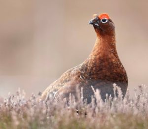 %e3%83%a9%e3%82%a4%e3%83%81%e3%83%a7%e3%82%a6