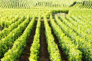 %e3%82%a2%e3%83%ab%e3%83%9e%e3%83%b3%e3%83%bb%e3%83%ab%e3%82%bd%e3%83%bc%e3%80%80%e8%91%a1%e8%90%84%e7%95%91