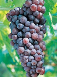 %e3%83%8d%e3%83%83%e3%83%93%e3%82%aa%e3%83%bc%e3%83%ad-%e3%83%96%e3%83%89%e3%82%a6