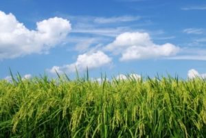 %e9%85%92%e7%b1%b3%e3%80%80%e6%84%9b%e5%b1%b1