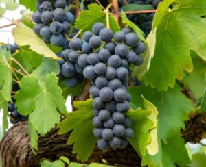 %e3%82%b5%e3%83%b3%e3%82%bd%e3%83%bc