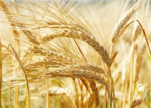 %e5%a4%a7%e9%ba%a6%e9%ba%a6%e8%8a%bd