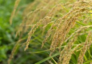 %e9%85%92%e7%b1%b3%e3%80%80%e5%b1%b1%e7%94%b0%e9%8c%a6