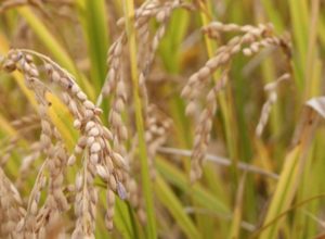 %e7%a7%8b%e7%94%b0-%e9%85%92%e3%81%93%e3%81%be%e3%81%a1-%e9%85%92%e7%b1%b3