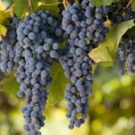 %e3%82%ab%e3%83%99%e3%83%ab%e3%83%8d%e3%82%bd%e3%83%bc%e3%83%b4%e3%82%a3%e3%83%8b%e3%83%a8%e3%83%b3