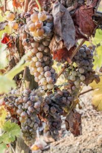 %e8%b2%b4%e8%85%90%e3%83%af%e3%82%a4%e3%83%b3