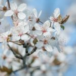 couleur-white-flowers-10161168