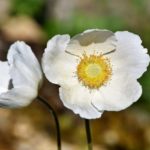 ralphs_fotos-anemones-3431250