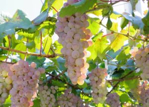 %e3%83%af%e3%82%a4%e3%83%b3%e7%94%a8%e3%83%96%e3%83%89%e3%82%a6%e3%80%80%e7%94%b2%e5%b7%9e