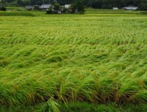 %e5%85%b5%e5%ba%ab%e7%9c%8c%e7%89%b9a%e5%9c%b0%e5%8c%ba%e3%81%ae%e7%a8%b2%e7%a9%82