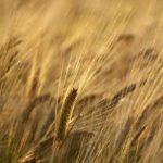lois0002-barley-8286280_640